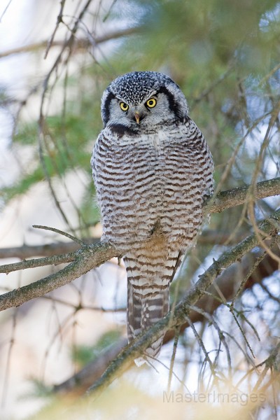 IMG_6812c.jpg - Northern Hawk-Owl (Surnia ulula)
